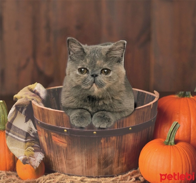 Exotic Shorthair, Kedi MAYA fotoğrafı