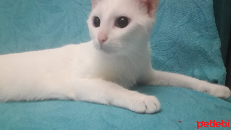 Van Kedisi, Kedi . fotoğrafı