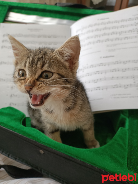 Tekir Kedi, Kedi Pera fotoğrafı