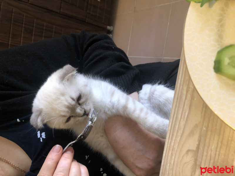 Scottish Fold, Kedi Miyu fotoğrafı