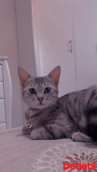 Tekir Kedi, Kedi Fırfır fotoğrafı