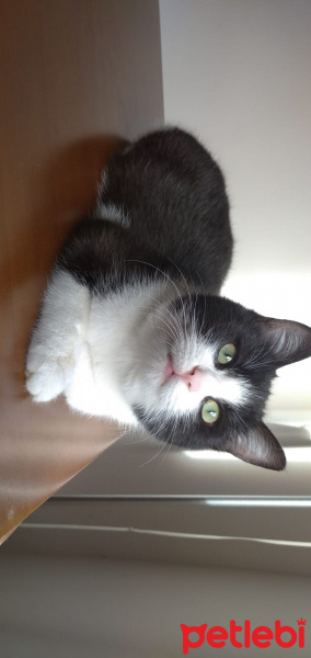 Tuxedo (Smokin) Kedi, Kedi Pascal fotoğrafı