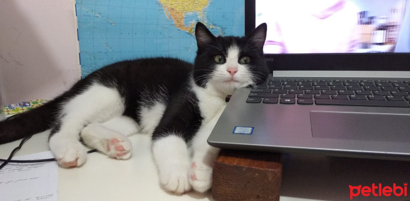 Tuxedo (Smokin) Kedi, Kedi Pascal fotoğrafı