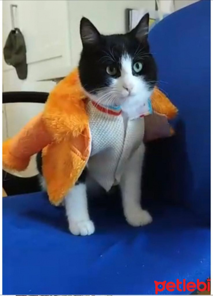 Tuxedo (Smokin) Kedi, Kedi Pascal fotoğrafı