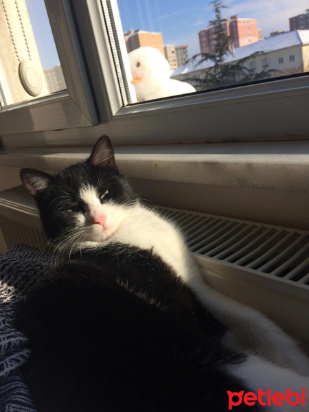 Tuxedo (Smokin) Kedi, Kedi Pascal fotoğrafı