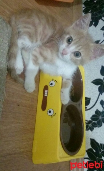 Tekir Kedi, Kedi  Venüs fotoğrafı