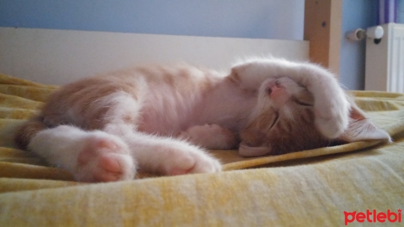 Tekir Kedi, Kedi  Venüs fotoğrafı