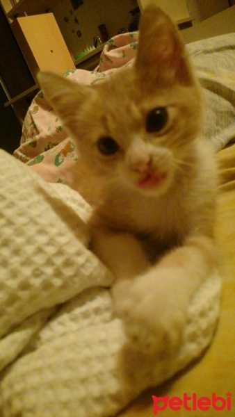 Tekir Kedi, Kedi  Venüs fotoğrafı