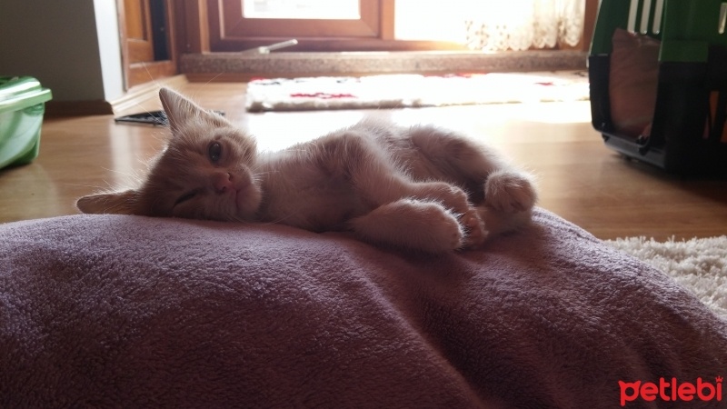 Tekir Kedi, Kedi  Venüs fotoğrafı