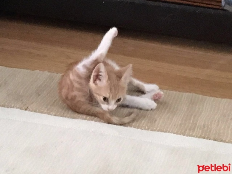 Tekir Kedi, Kedi  Venüs fotoğrafı