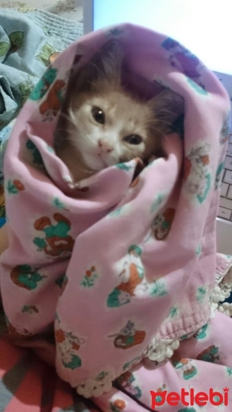 Tekir Kedi, Kedi  Venüs fotoğrafı