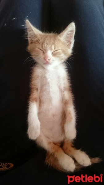 Tekir Kedi, Kedi  Venüs fotoğrafı