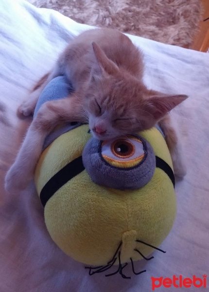 Tekir Kedi, Kedi  Venüs fotoğrafı