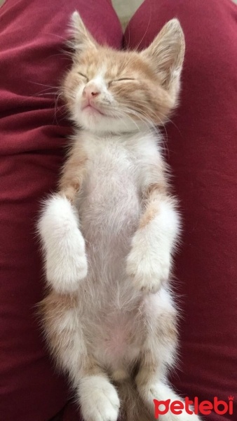 Tekir Kedi, Kedi  Venüs fotoğrafı