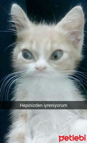 Tekir Kedi, Kedi  Venüs fotoğrafı