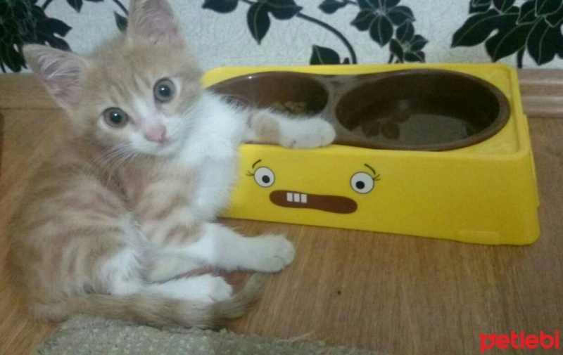 Tekir Kedi, Kedi  Venüs fotoğrafı