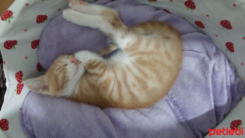 Tekir Kedi, Kedi  Venüs fotoğrafı