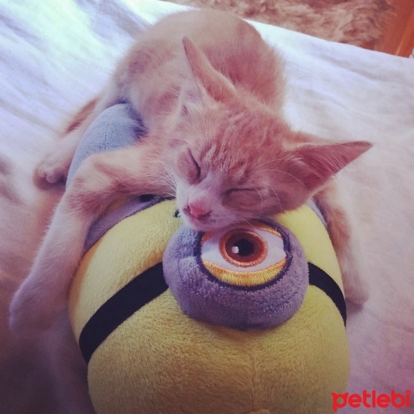 Tekir Kedi, Kedi  Venüs fotoğrafı