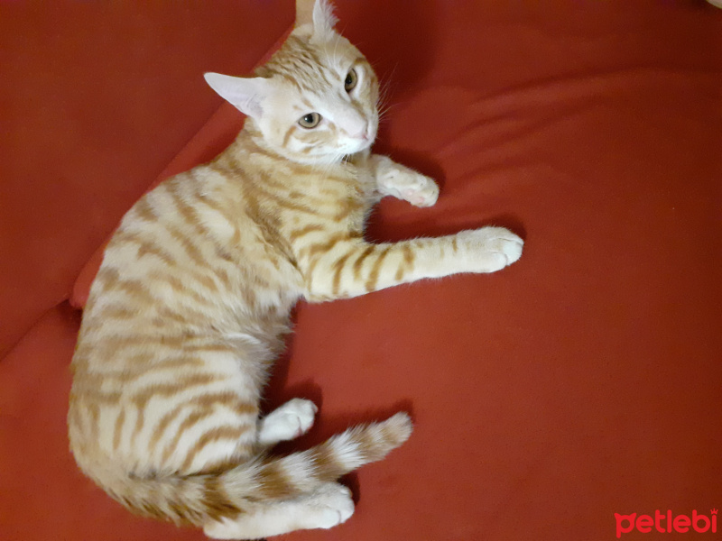 Sarman, Kedi Yamac fotoğrafı