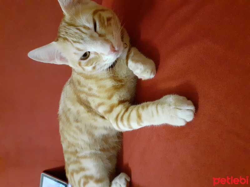 Sarman, Kedi Yamac fotoğrafı