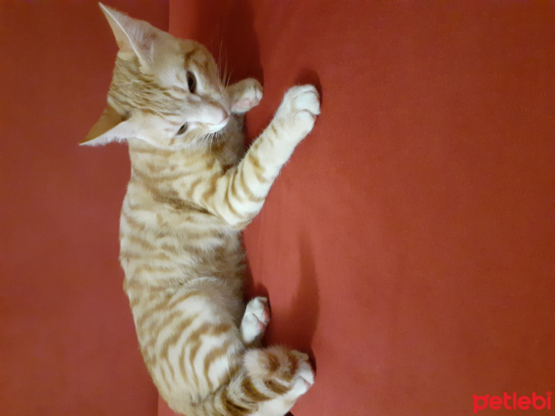 Sarman, Kedi Yamac fotoğrafı