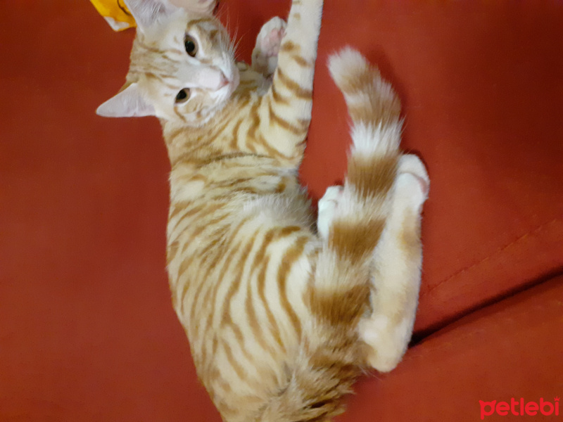 Sarman, Kedi Yamac fotoğrafı