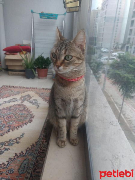 Tekir Kedi, Kedi Safinaz fotoğrafı