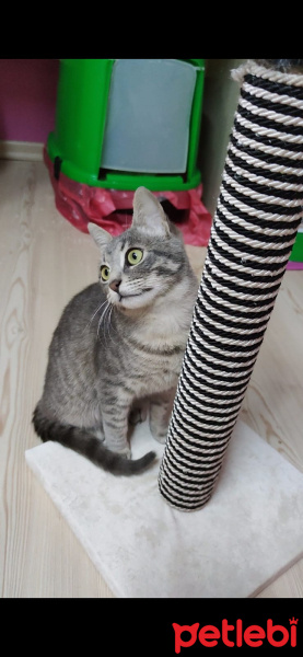 Abyssinian, Kedi Lavaş fotoğrafı