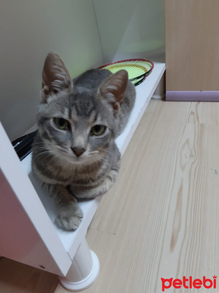 Abyssinian, Kedi Lavaş fotoğrafı