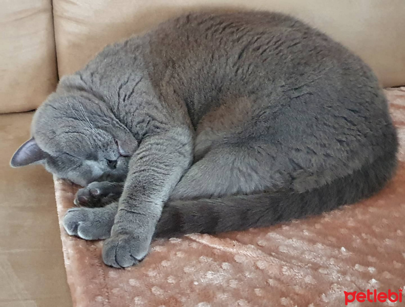British Shorthair, Kedi Tommy fotoğrafı