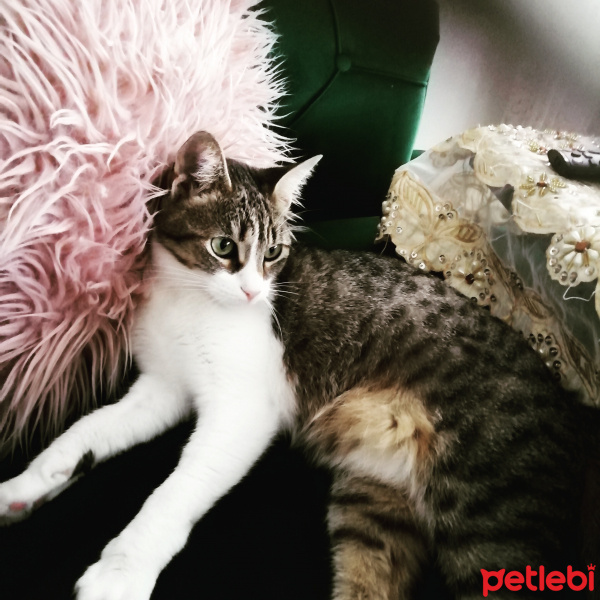 Tekir Kedi, Kedi Pambuk Hanım fotoğrafı