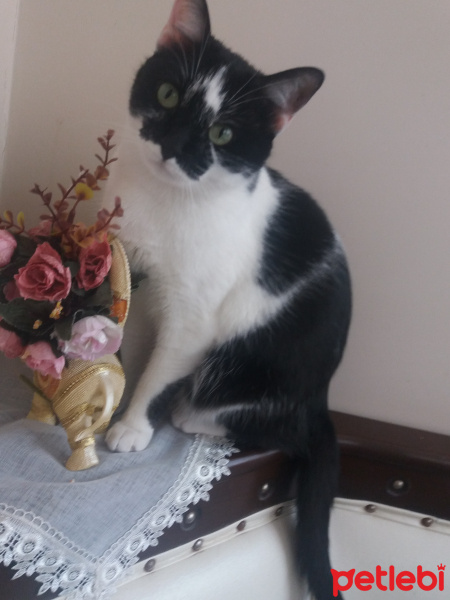 Tuxedo (Smokin) Kedi, Kedi narin fotoğrafı