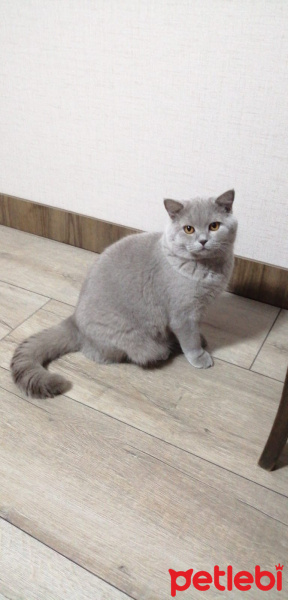 British Shorthair, Kedi ares fotoğrafı
