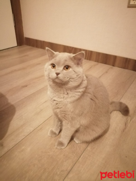 British Shorthair, Kedi ares fotoğrafı