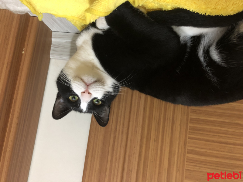 Tuxedo (Smokin) Kedi, Kedi Oscar Leo fotoğrafı