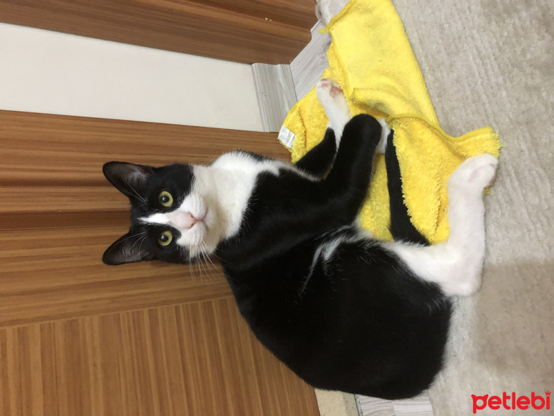 Tuxedo (Smokin) Kedi, Kedi Oscar Leo fotoğrafı