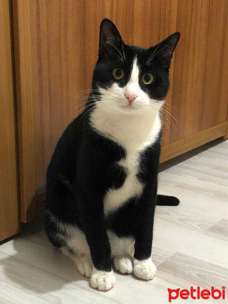 Tuxedo (Smokin) Kedi, Kedi Oscar Leo fotoğrafı