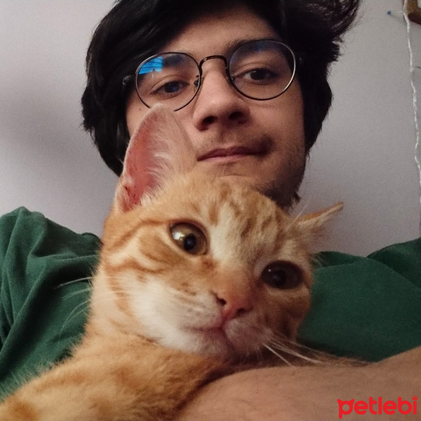 Sarman, Kedi Badem fotoğrafı