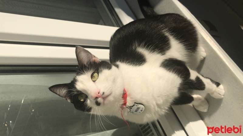 Tuxedo (Smokin) Kedi, Kedi Mini fotoğrafı