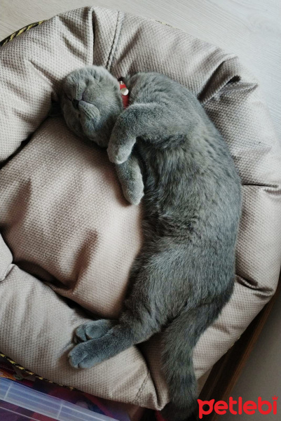 British Shorthair, Kedi Oscar fotoğrafı
