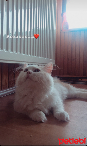 Chinchilla, Kedi Mişa fotoğrafı