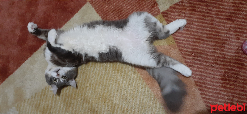 Ragamuffin, Kedi Puffy fotoğrafı