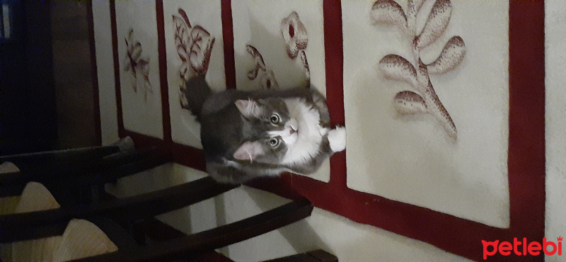 Ragamuffin, Kedi Puffy fotoğrafı