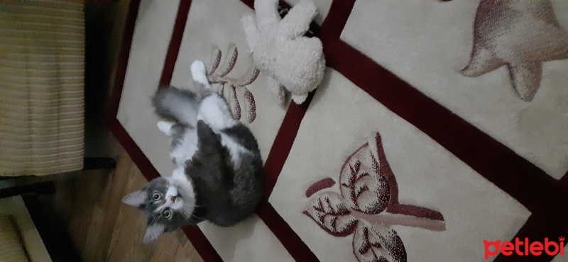 Ragamuffin, Kedi Puffy fotoğrafı