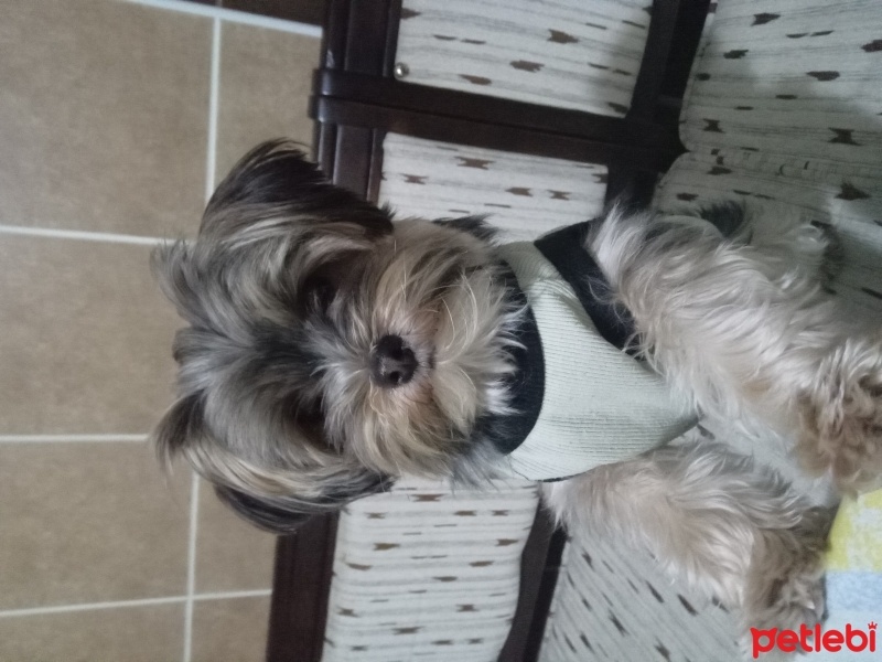 Ragamuffin, Kedi Puffy fotoğrafı