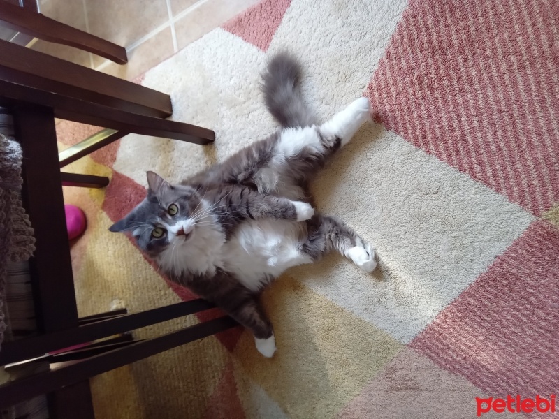 Ragamuffin, Kedi Puffy fotoğrafı