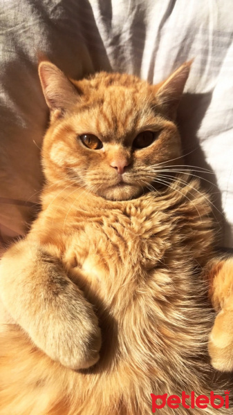 British Shorthair, Kedi rabiş fotoğrafı