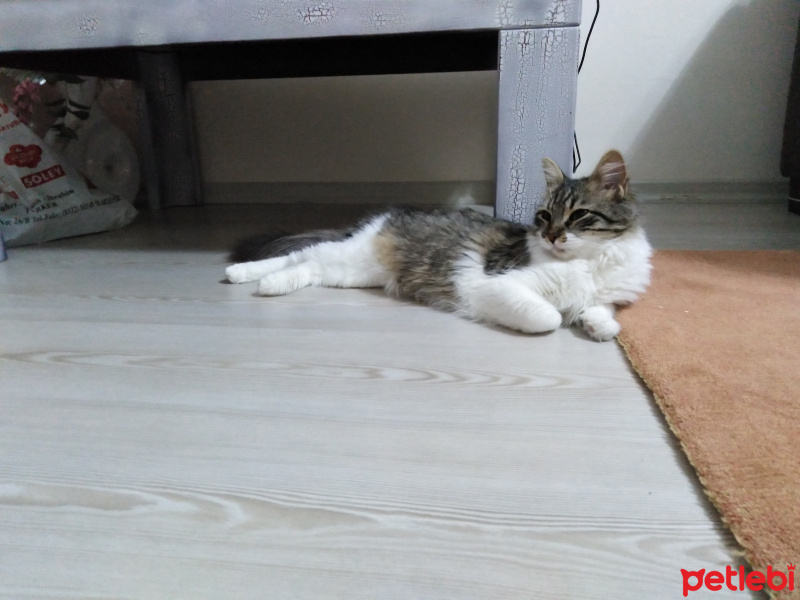 Tekir Kedi, Kedi Şehrazat fotoğrafı