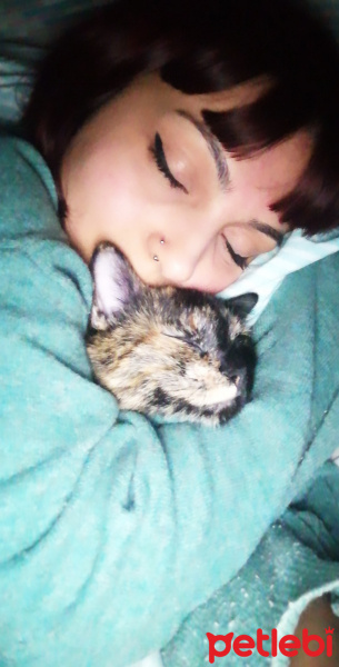 Tekir Kedi, Kedi Elmas fotoğrafı