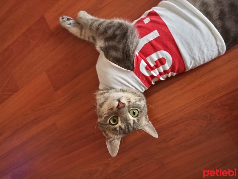 Tekir Kedi, Kedi Raptor fotoğrafı